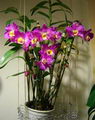 Dendrobium Nobile